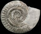 Hildoceras bifrons Ammonite - England #42670-1